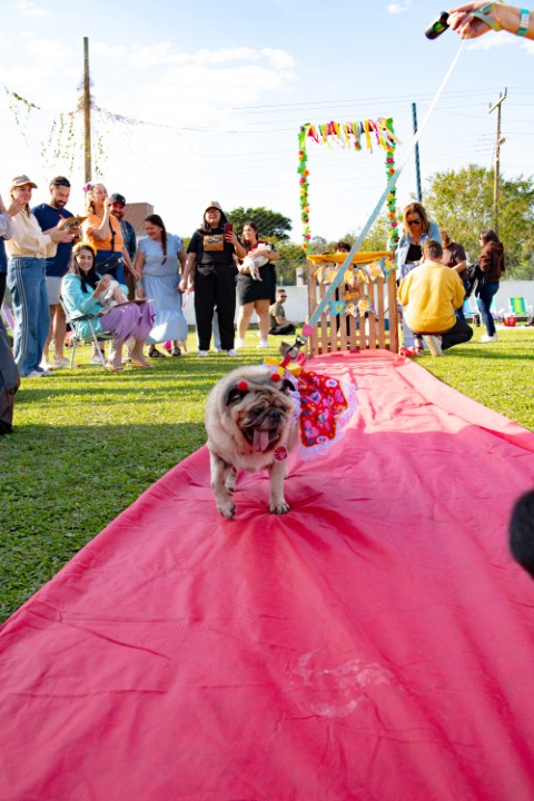Foto do Pugnic 2026